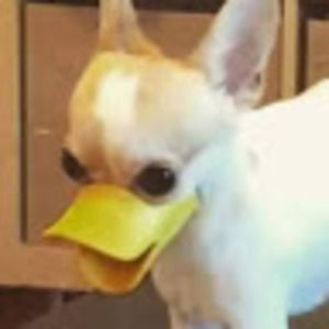 Meet your Posher, Holly